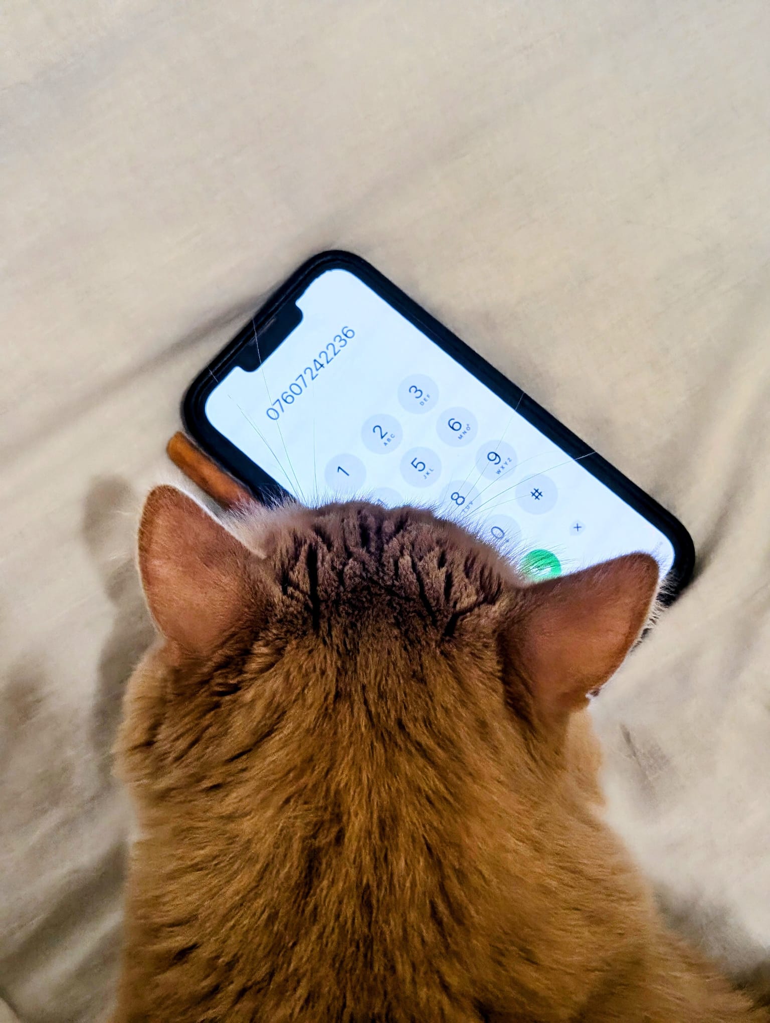 Chat de l'association Curly & Compagnie