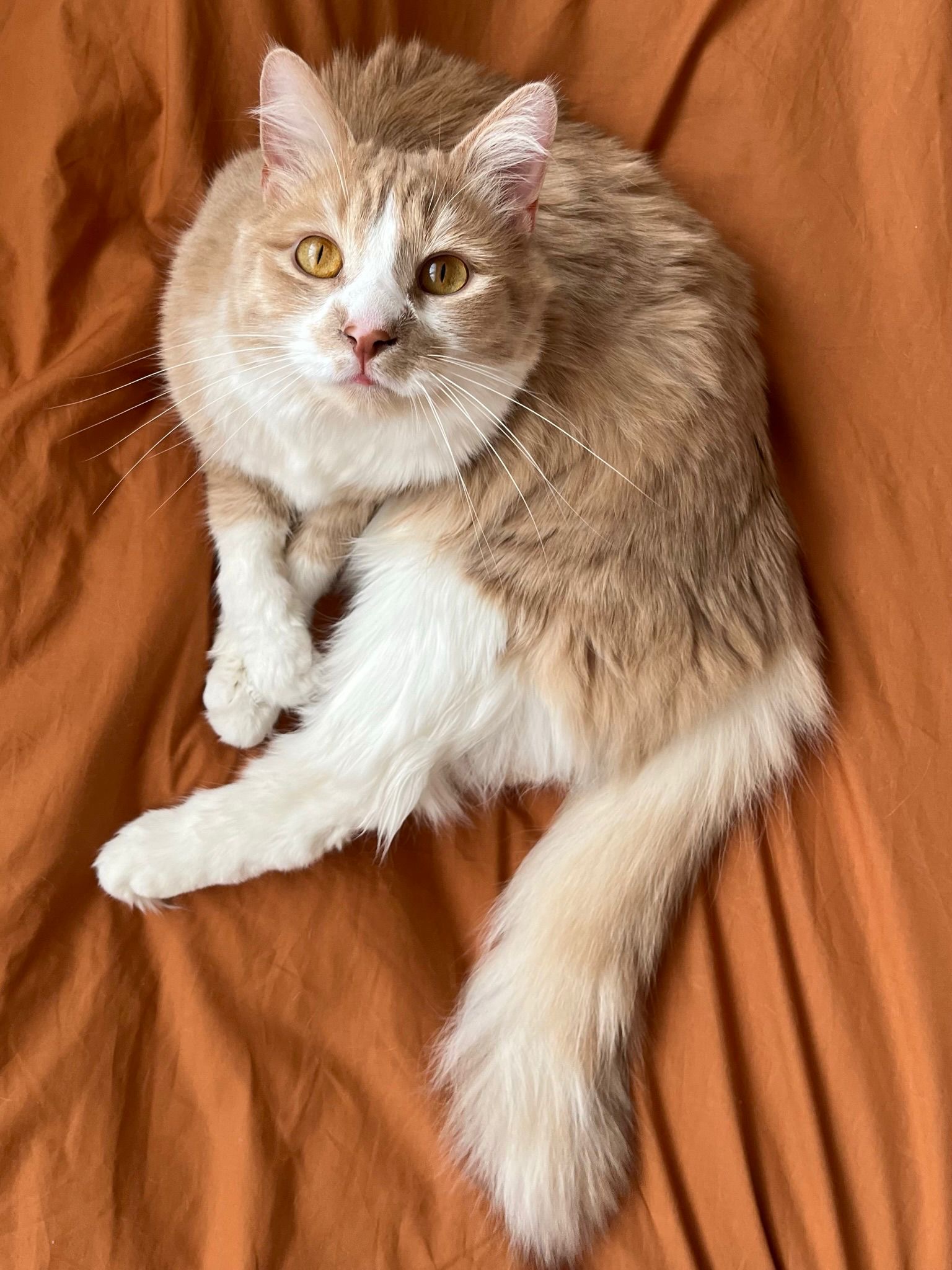 Chats de l'association Curly & Compagnie